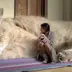 ふさふさ