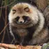 ぽんぽこ