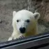ももたろう