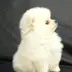 さり