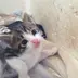あんこ