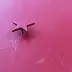 あんこ