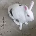 大和なでし子