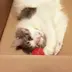 maja