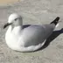 てっぱん君
