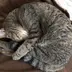 コメコパン