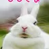うさぎ