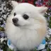 ひは