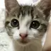 にゃん
