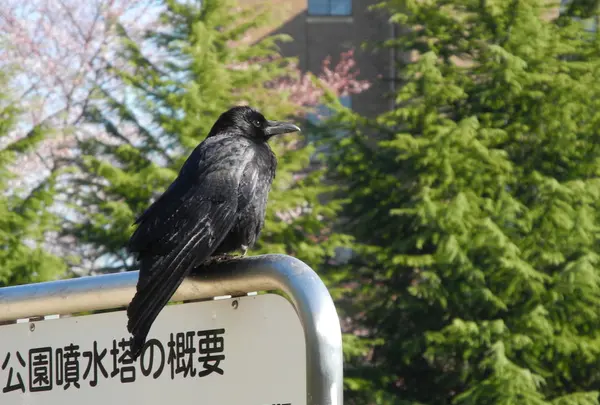 鶴舞公園の写真・動画_image_32652