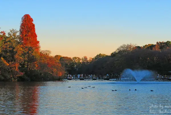 井の頭恩賜公園