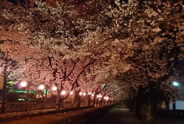 菊池神社参道