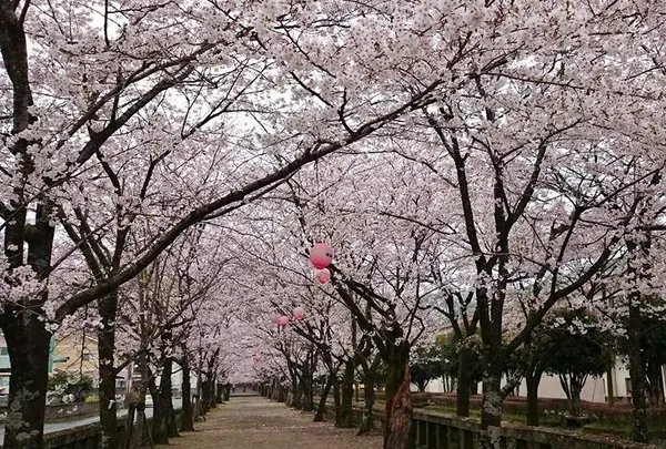 菊池神社参道