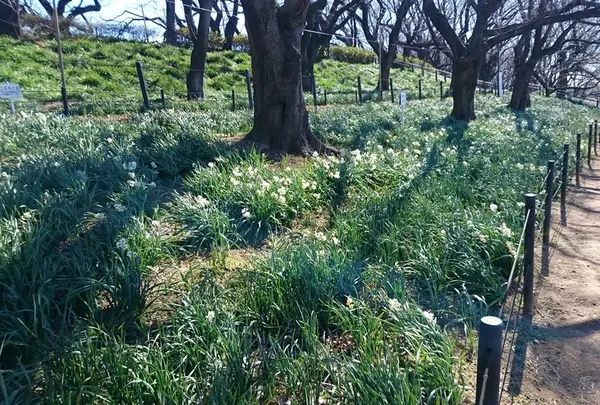 権現堂公園の写真・動画_image_289607