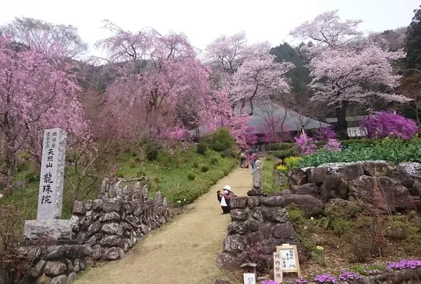 桜