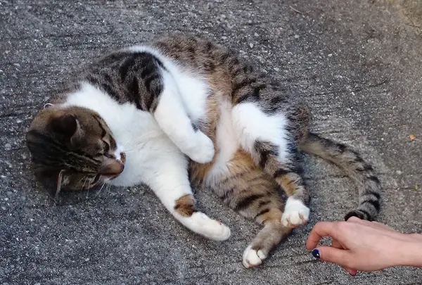 可愛いネコさんもいます