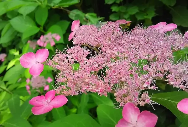 山紫陽花