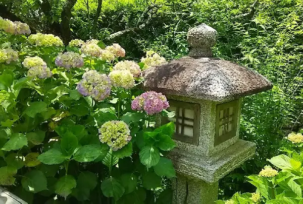 紫陽花も開き始めてます