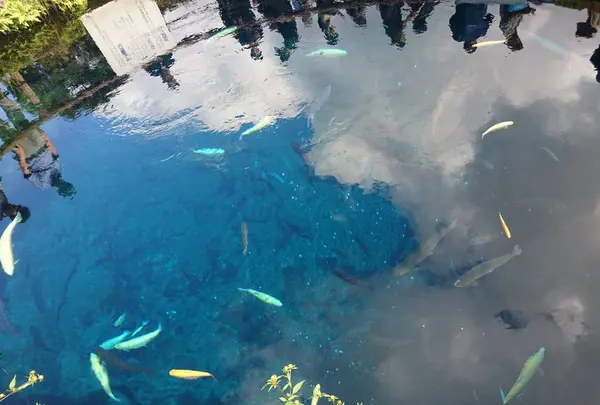 忍野八海の写真・動画_image_526949