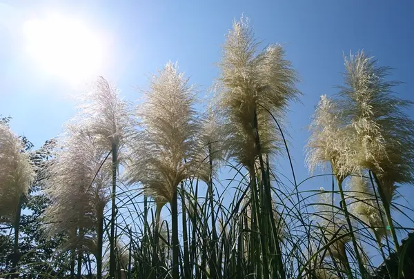 道光寺の尾花