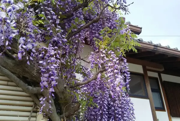さりげなく咲く花がキレイです