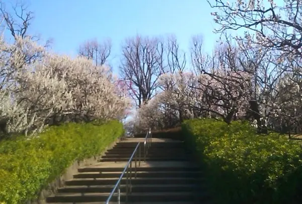 羽根木公園