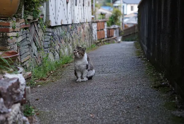 窯垣の小径