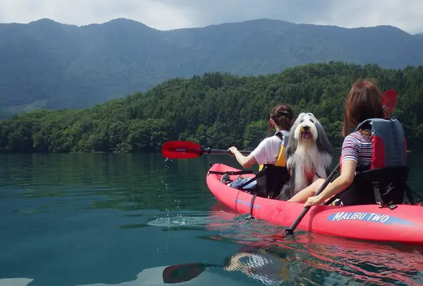 白馬で犬と遊ぶ。カヤックドッグデビュー青木湖【あそんちゅスタイルアドベンチャーズ】