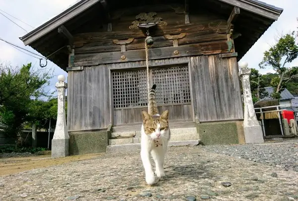 ひとり猫撮影会
