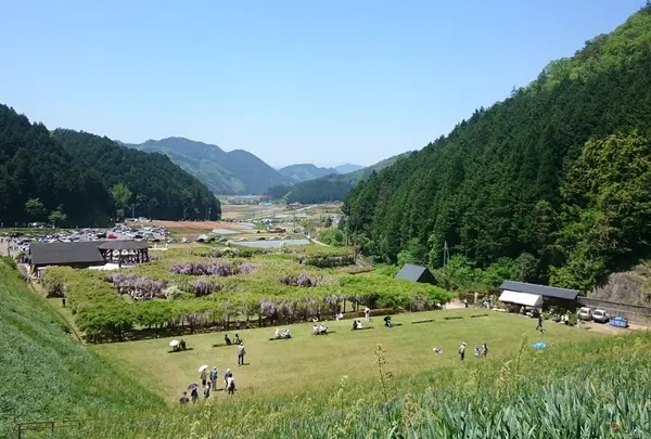 白井大町藤公園の写真・動画_image_32988