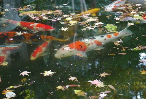 新善光寺の写真・動画_image_60373