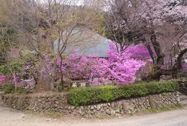 ツツジ