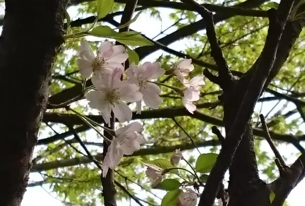 思い川