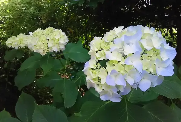他にも様々な種類があるようです