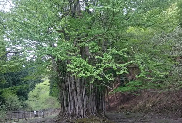 糸井の大カツラ