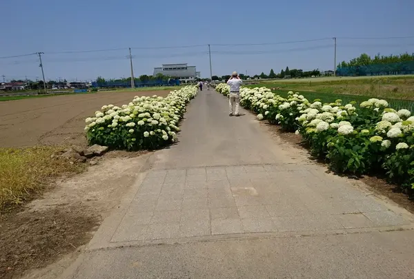 騎西あじさいロード