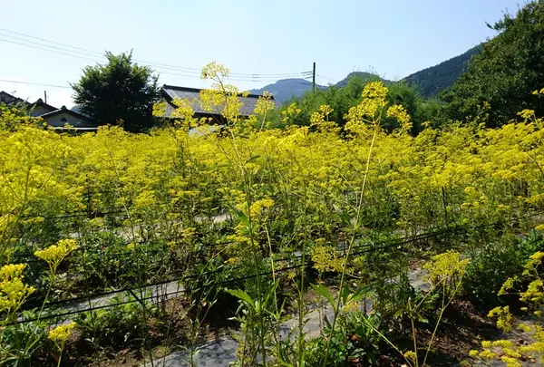 真性寺の女郎花