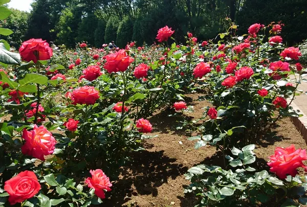 智光山公園