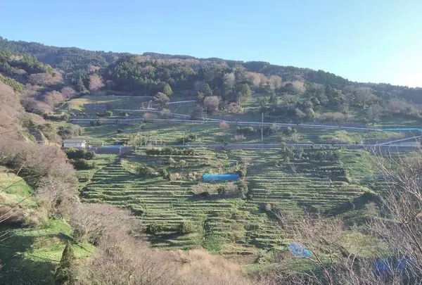 梨子ヶ平千枚田水仙園