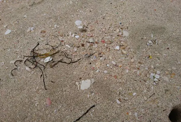 増穂浦海岸