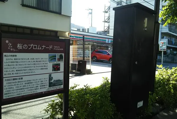桜のプロムナード