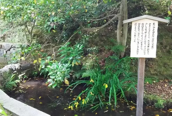 モリアオガエルが住む池