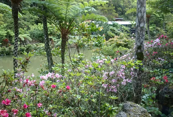 南国の自然があふれた窓からの風景
