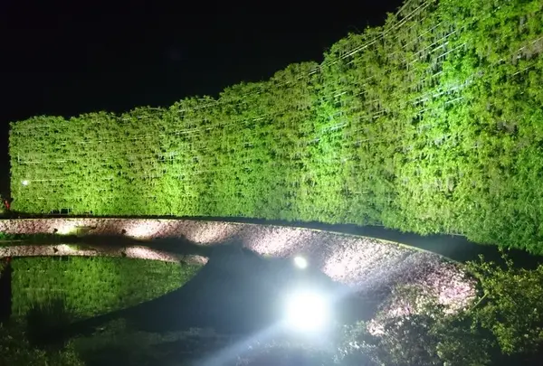 あしかがフラワーパークの写真・動画_image_75679