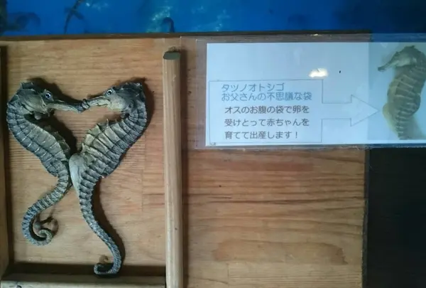 タツノオトシゴハウス