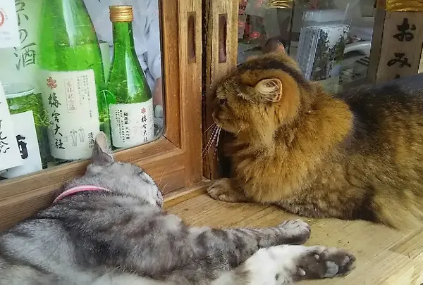 ひなたぼっこ中のにゃんこたち