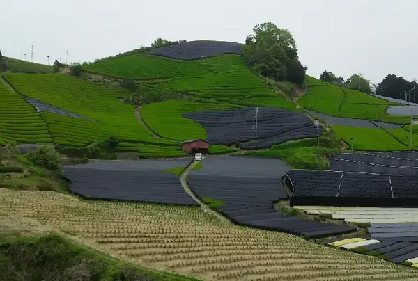 黒いところは？