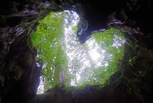 ウィルソン株（縄文杉登山コース）
