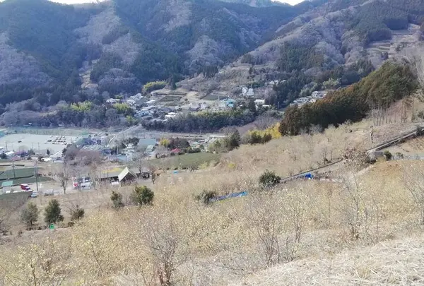 松田町寄ロウバイ園