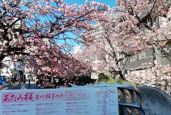 熱海桜
